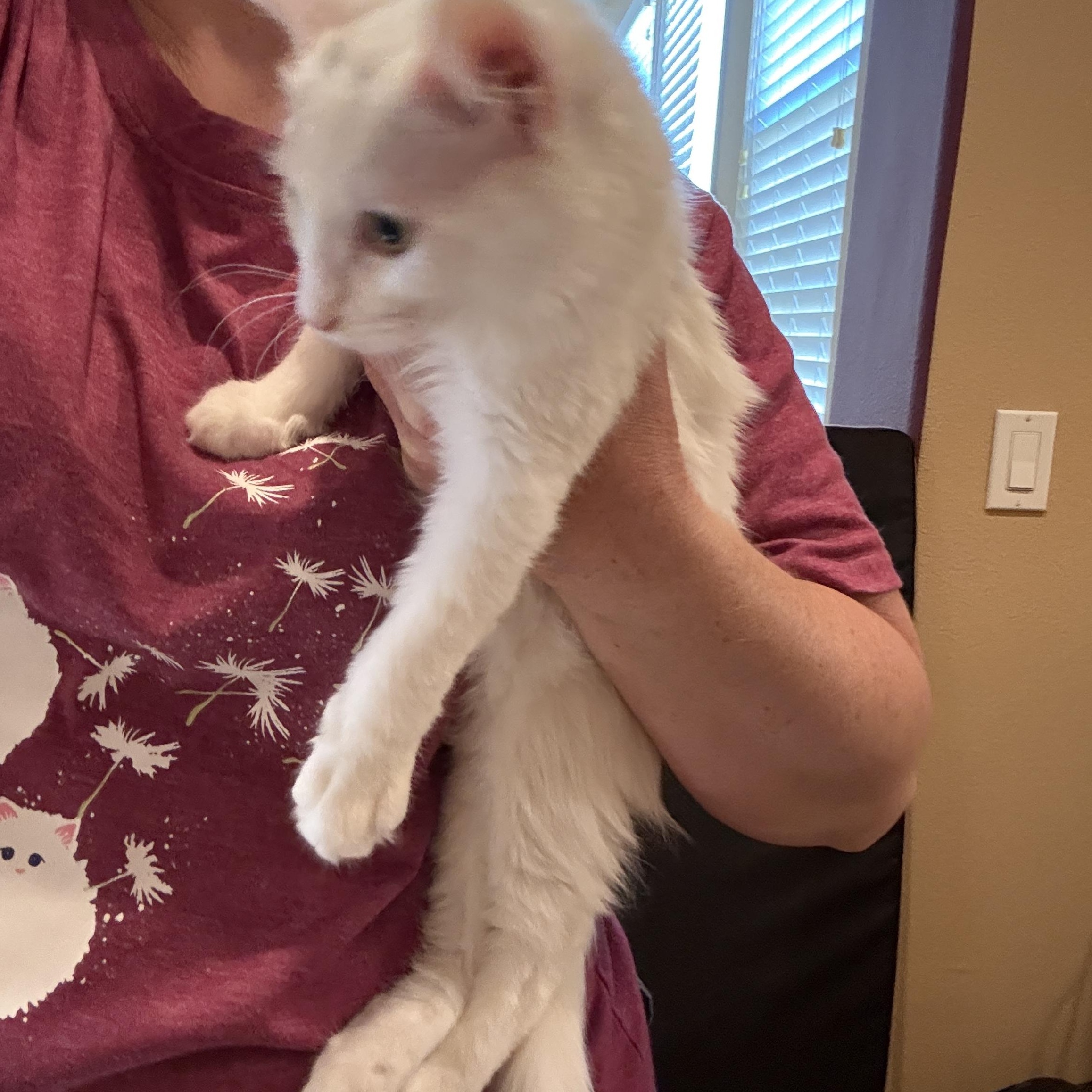 Bo, Adoptable, Kitten Female Domestic Medium Hair & Turkish Van.