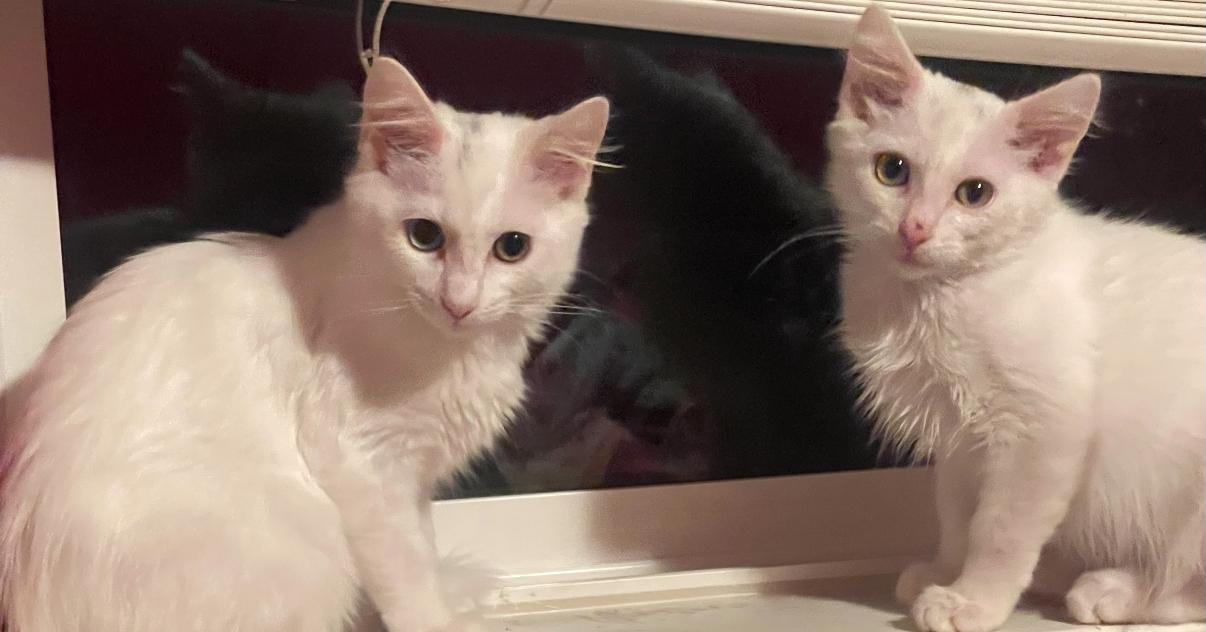 Enlarge Bo, an adopted mixed breed in Oceanside, CA image 2/3