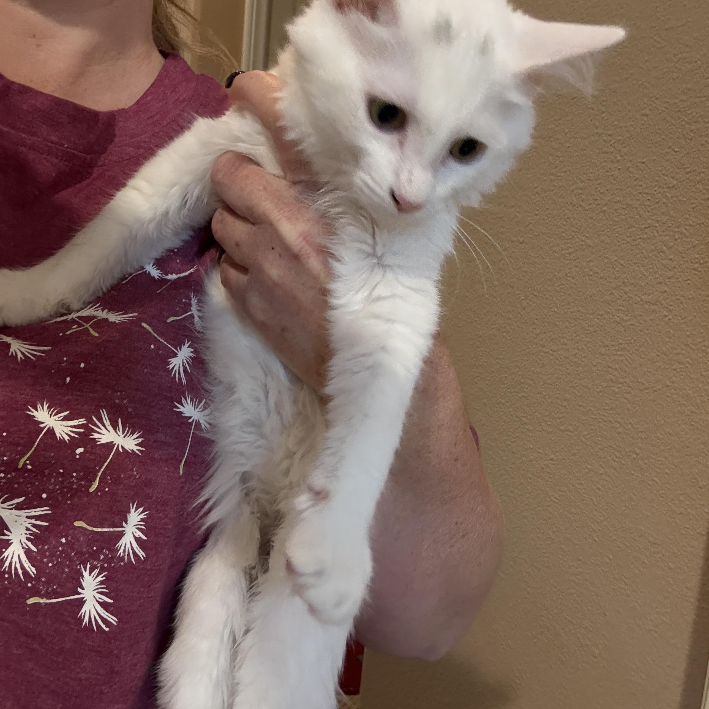 Enlarge Bo, an adopted mixed breed in Oceanside, CA image 3/3