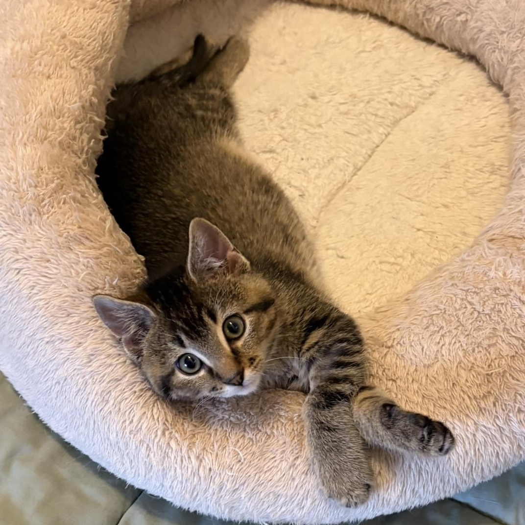 Enlarge Banks, an adopted Domestic Short Hair in Solon, IA image 5/6