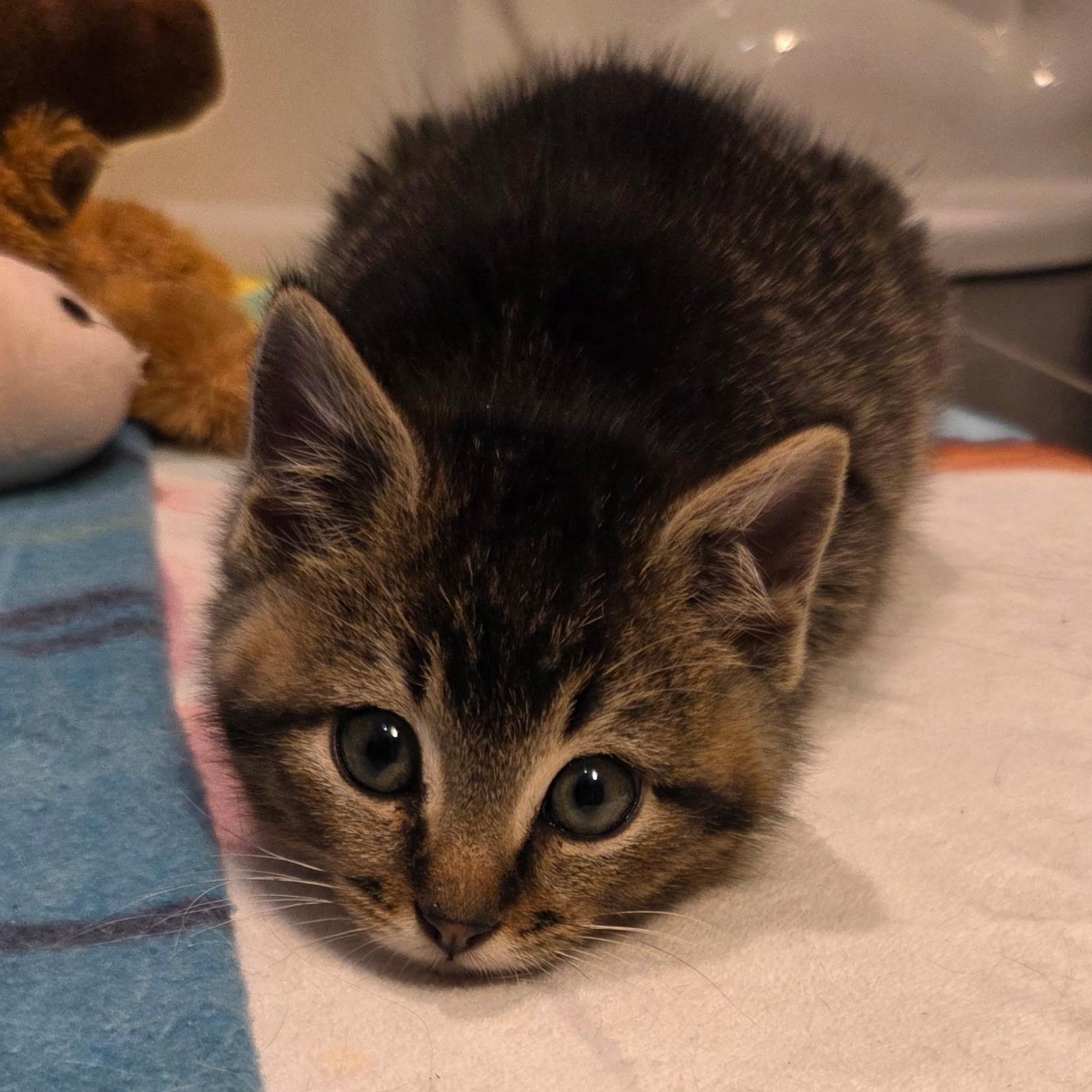 Enlarge Banks, an adopted Domestic Short Hair in Solon, IA image 2/6