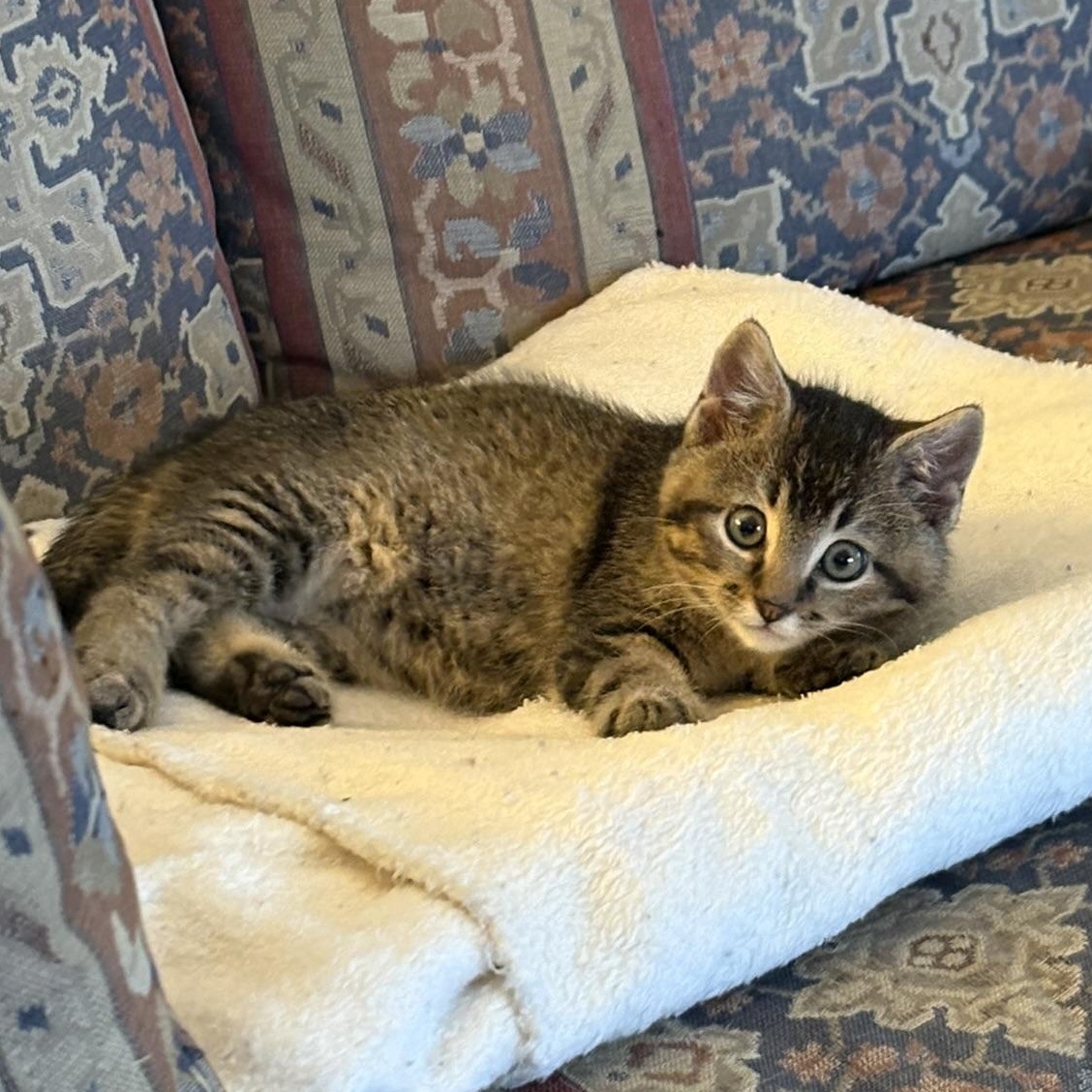 Enlarge Banks, an adopted Domestic Short Hair in Solon, IA image 3/6