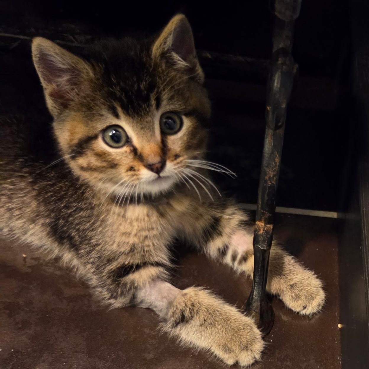 Enlarge Banks, an adopted Domestic Short Hair in Solon, IA image 4/6