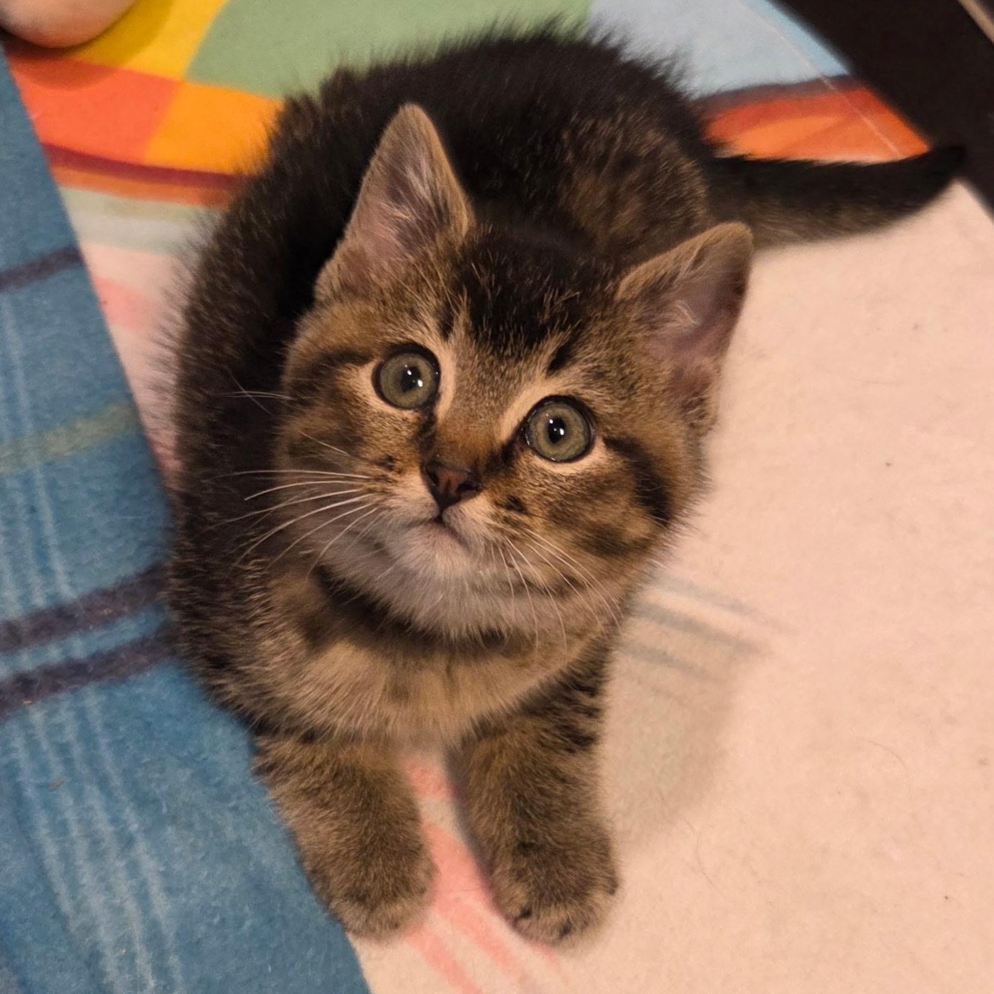 Enlarge Banks, an adopted Domestic Short Hair in Solon, IA image 1/6