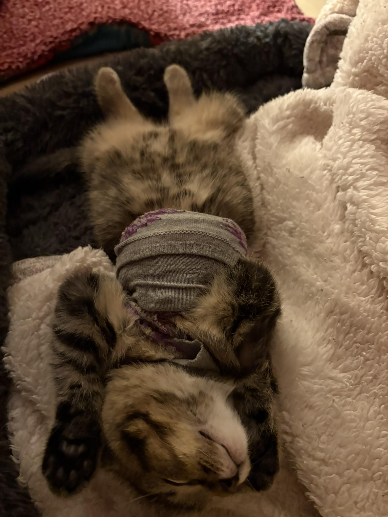 Enlarge Banks, an adopted Domestic Short Hair in Solon, IA image 6/6