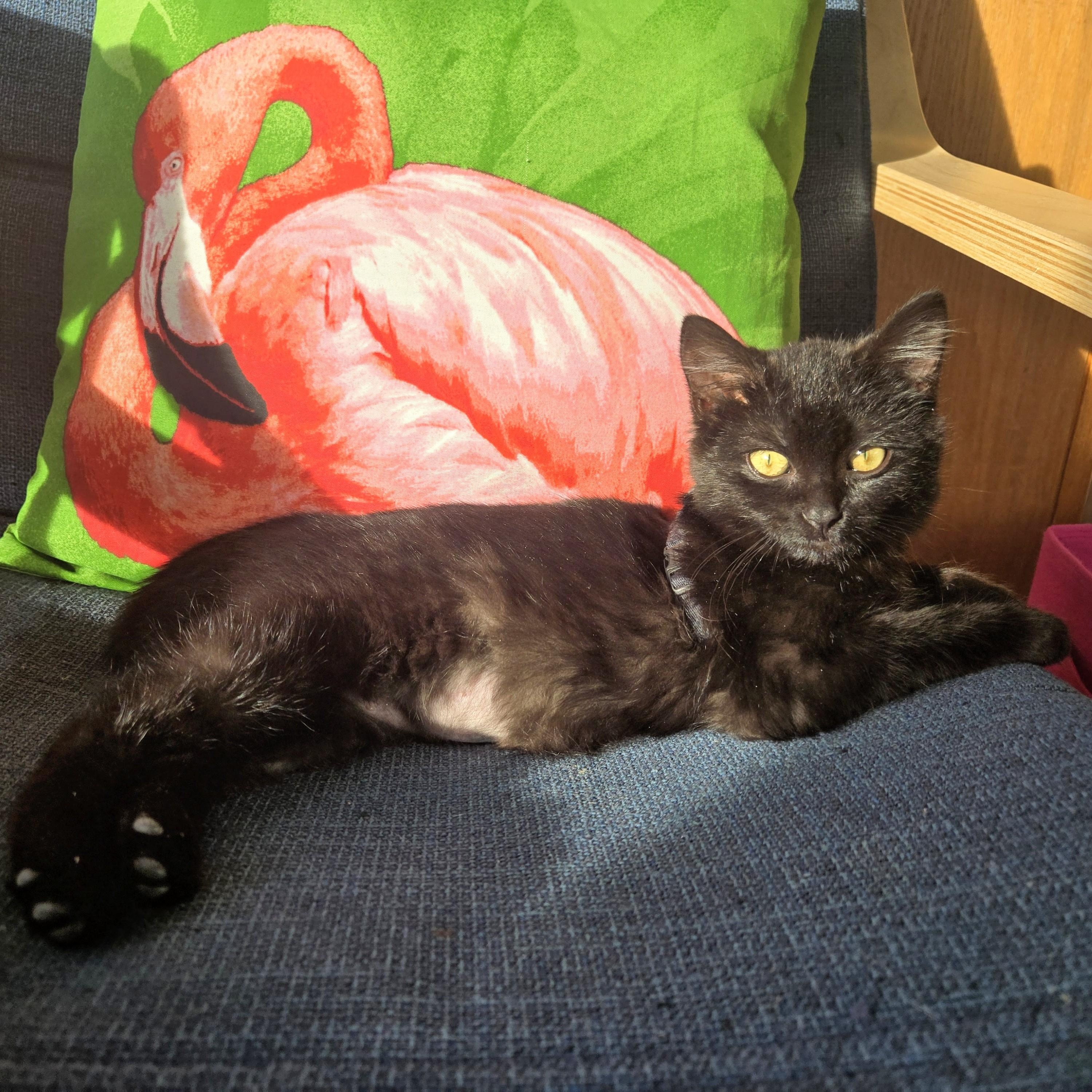 Cricket Holmlund, adopted, Kitten Female Domestic Short Hair.