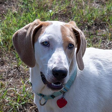 Enlarge Meatball, a Adoptable mixed breed in Wimberley, TX image 1/6