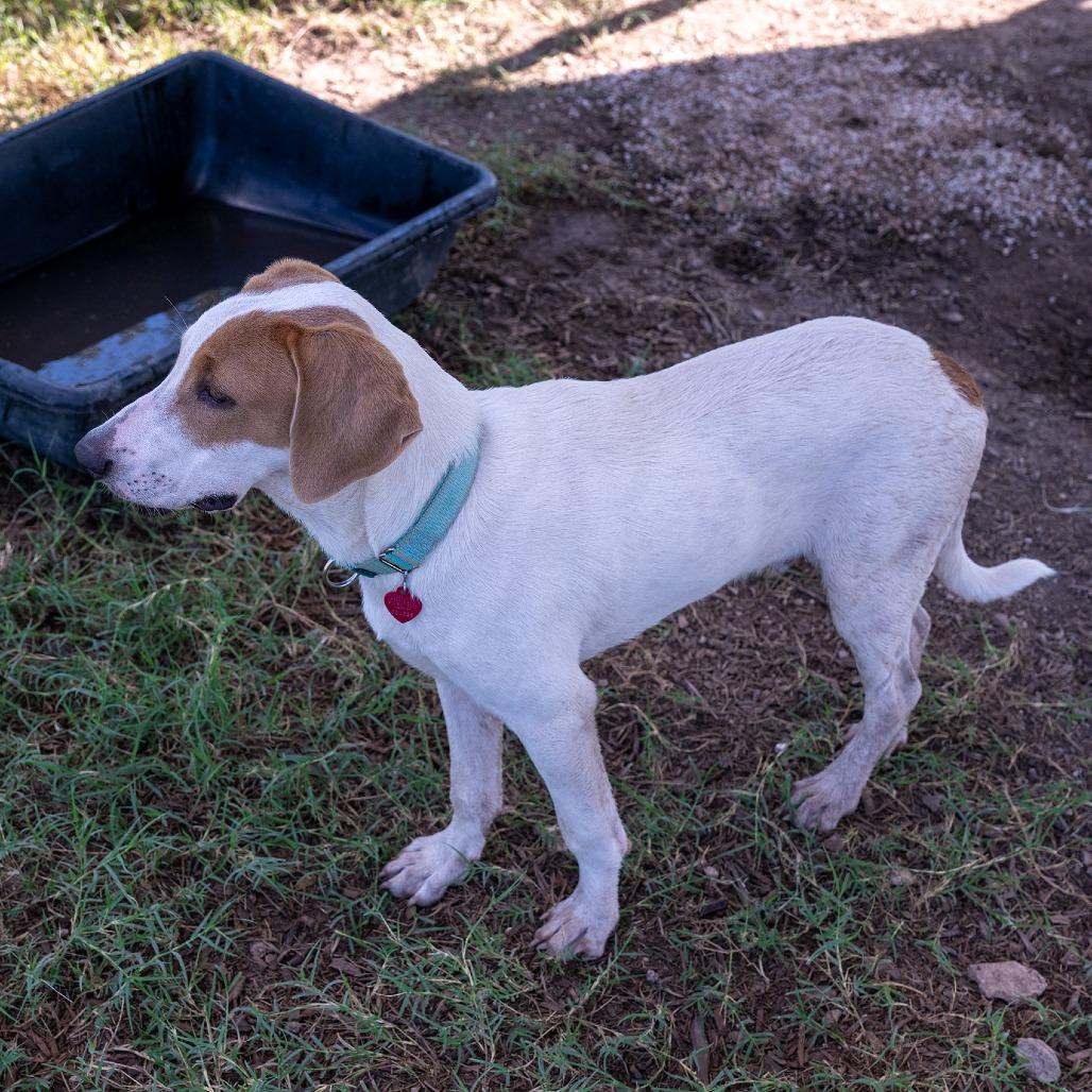 Enlarge Meatball, a Adoptable mixed breed in Wimberley, TX image 2/6