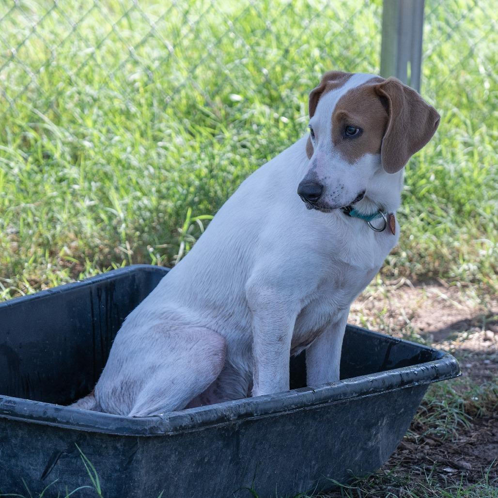 Meatball, a Adoptable mixed breed in Wimberley, TX image 2/6