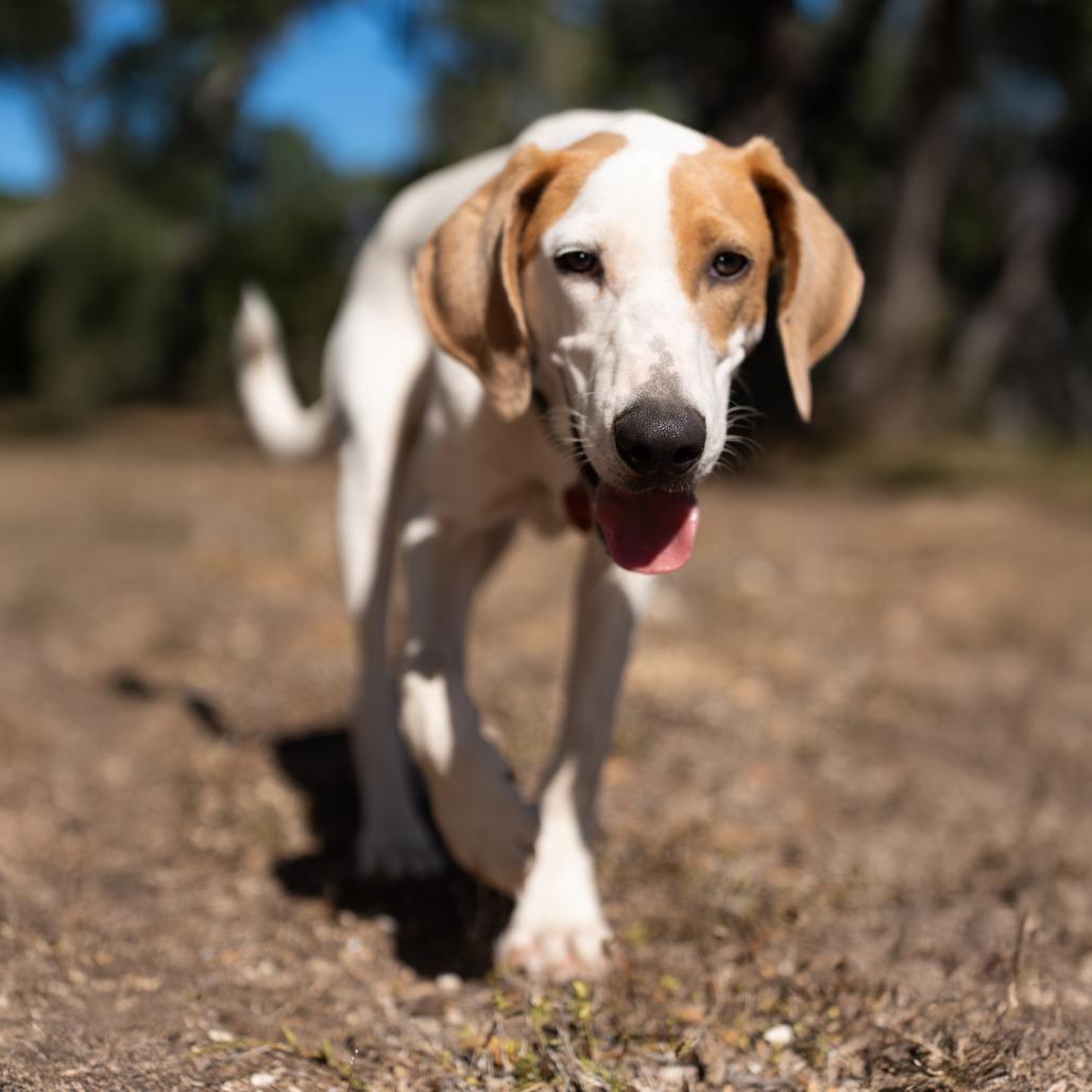 Enlarge Meatball, a Adoptable mixed breed in Wimberley, TX image 4/6