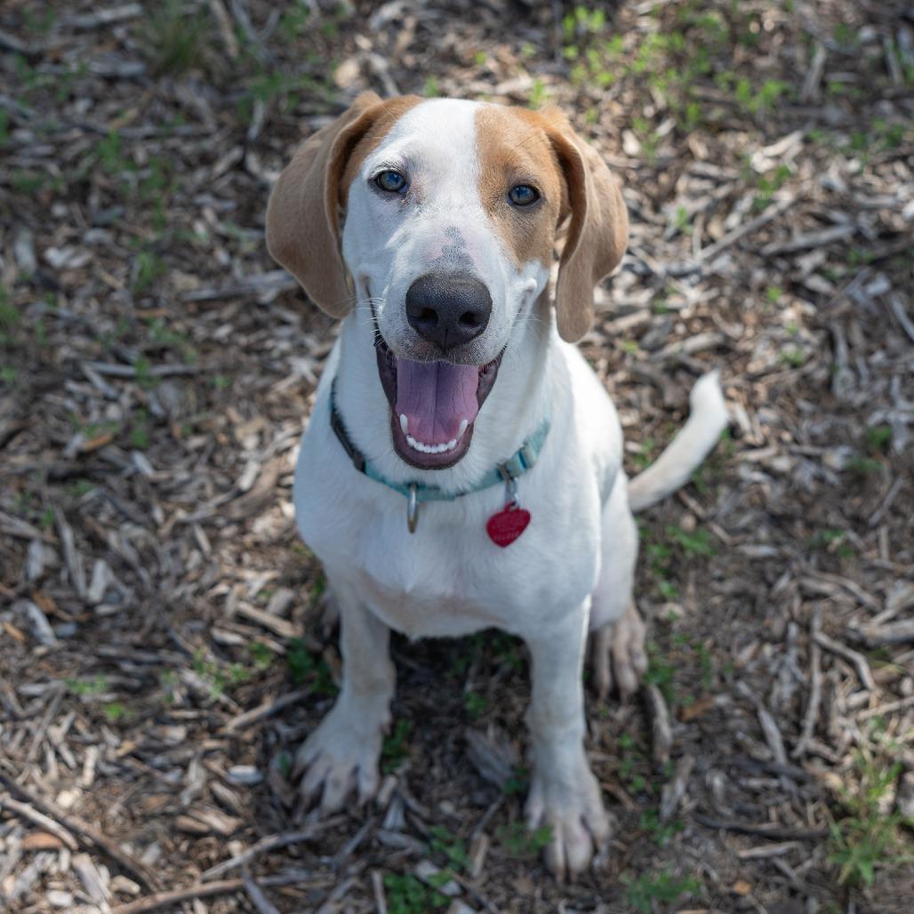 Meatball, a Adoptable mixed breed in Wimberley, TX image 5/6