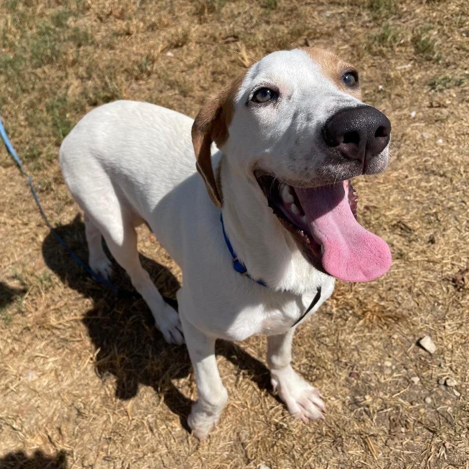 Meatball, a Adoptable mixed breed in Wimberley, TX image 6/6