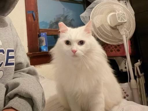 Lechita, ADOPTABLE, Adult Female Turkish Angora.