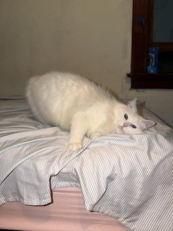 Enlarge Lechita, a ADOPTABLE mixed breed in Pasadena, CA image 2/3