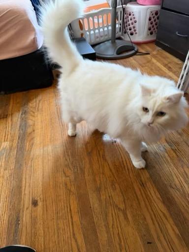 Enlarge Lechita, a ADOPTABLE mixed breed in Pasadena, CA image 3/3