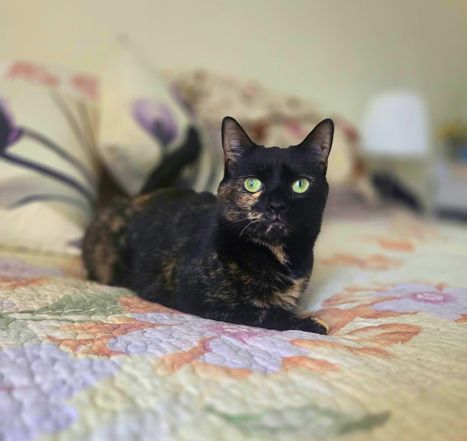 Enlarge Lily, a Adoptable Domestic Short Hair in Brooklyn, NY image 2/5