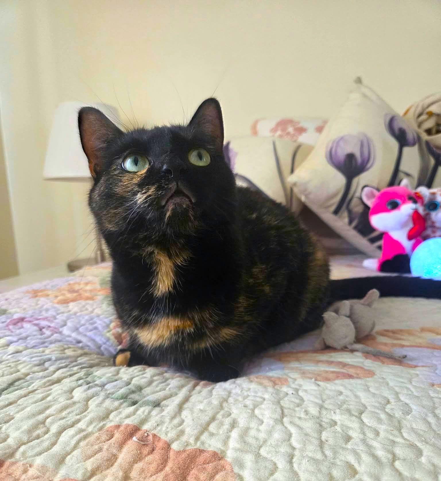 Enlarge Lily, a Adoptable Domestic Short Hair in Brooklyn, NY image 4/5