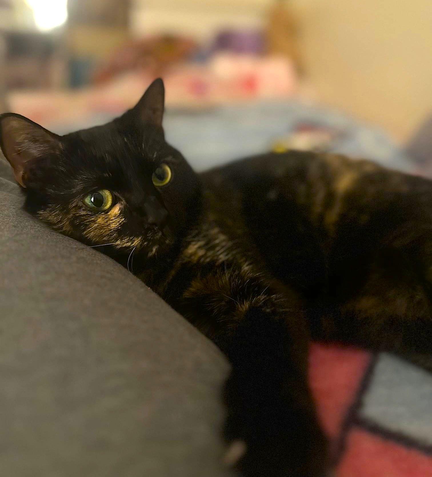 Enlarge Lily, a Adoptable Domestic Short Hair in Brooklyn, NY image 1/5