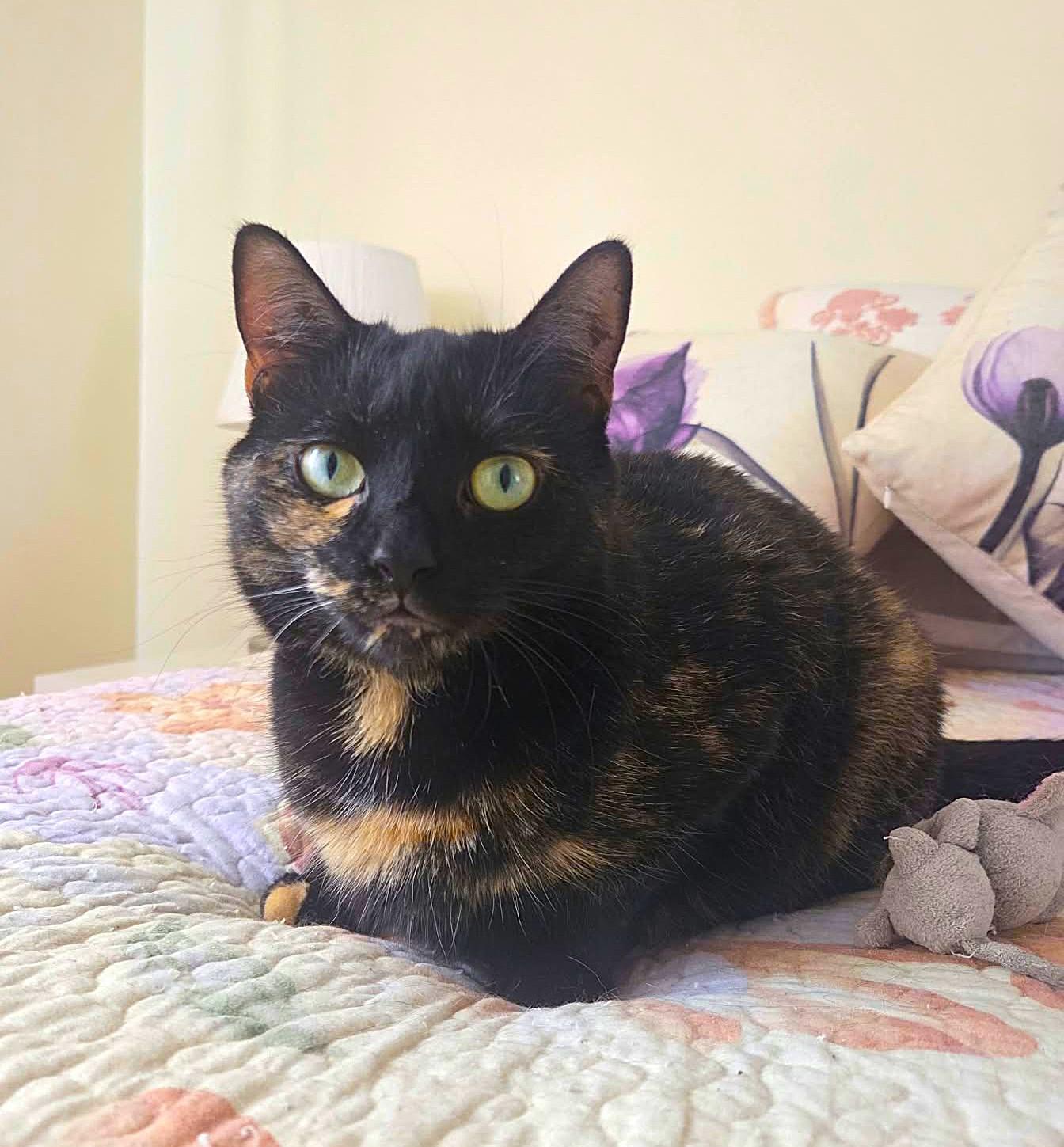Enlarge Lily, a Adoptable Domestic Short Hair in Brooklyn, NY image 3/5