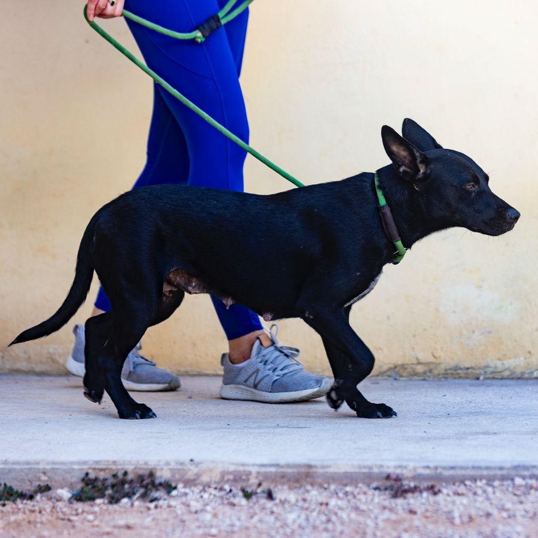 Enlarge Shiva, a ADOPTABLE mixed breed in New York, NY image 5/6