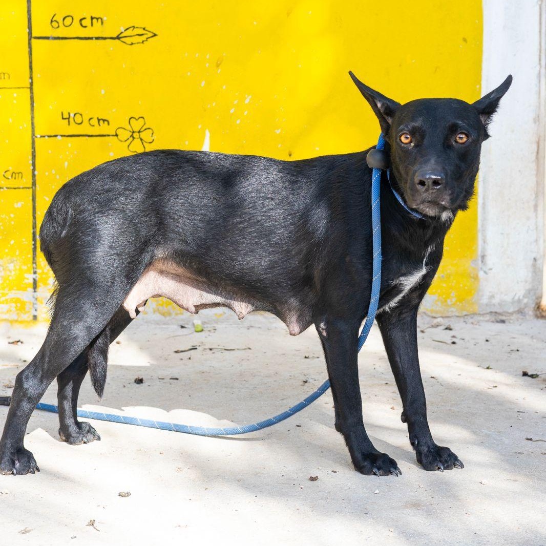 Enlarge Shiva, a ADOPTABLE mixed breed in New York, NY image 6/6