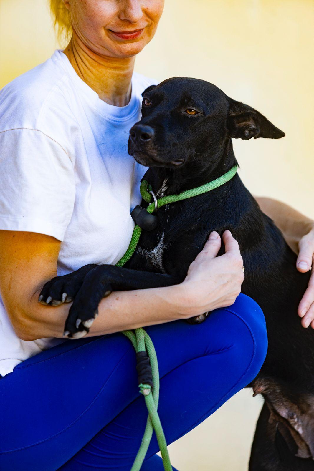 Enlarge Shiva, a ADOPTABLE mixed breed in New York, NY image 4/6