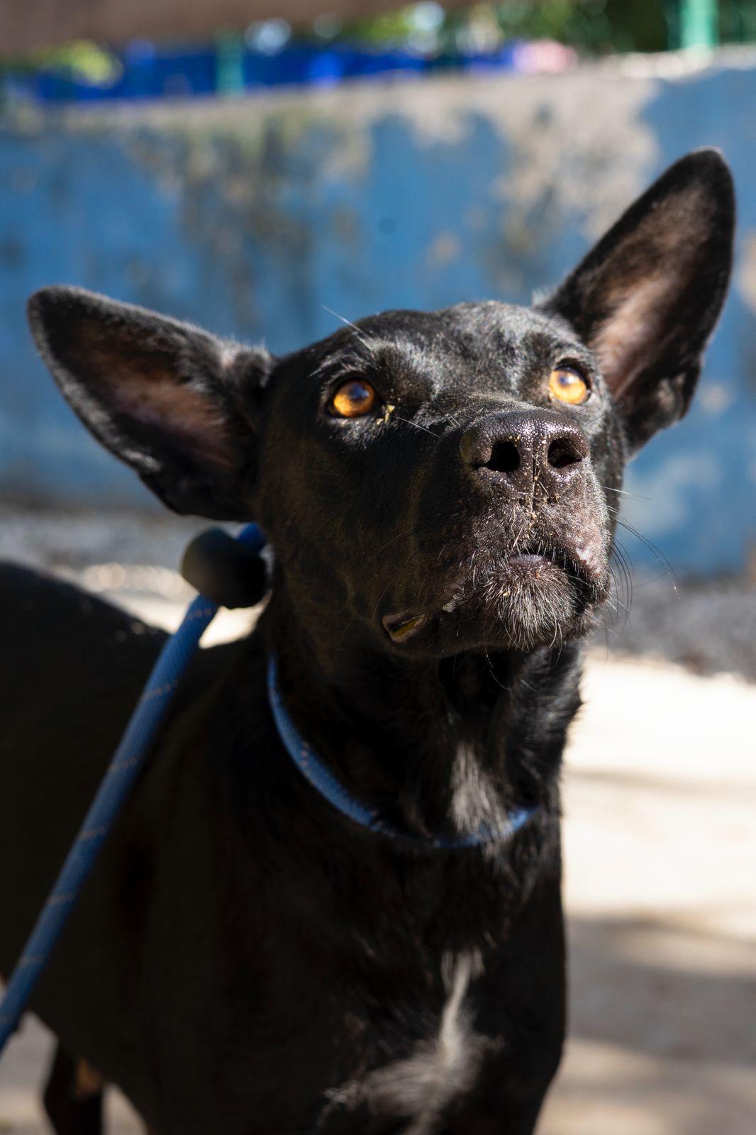 Shiva, ADOPTABLE, Adult Female Chihuahua & Black Labrador Retriever.