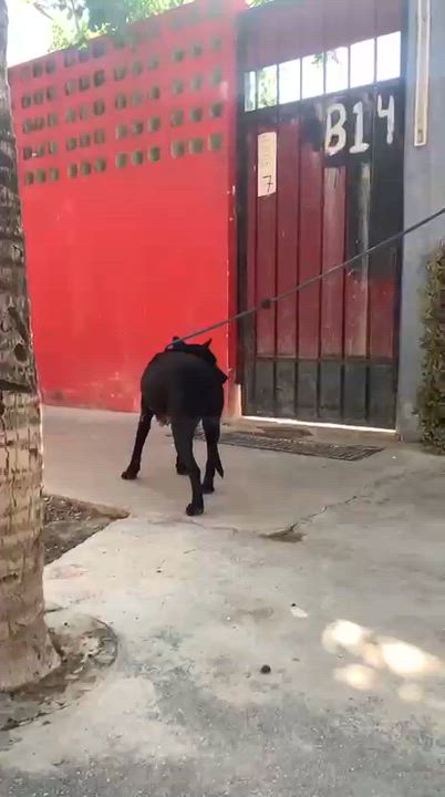 Enlarge Shiva, a ADOPTABLE mixed breed in New York, NY video 3/6