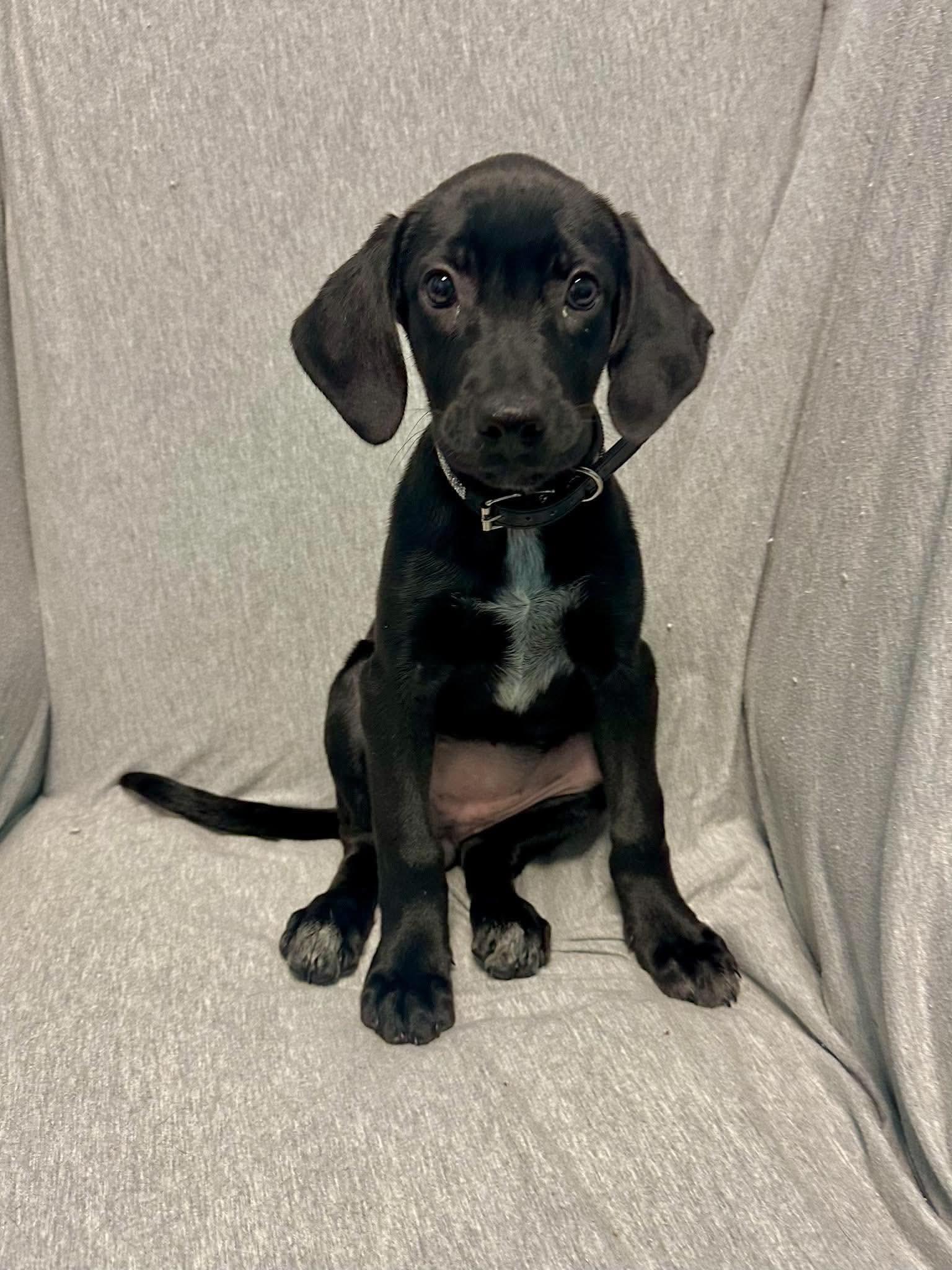 Enlarge Daisy Mae, a Adoptable mixed breed in Walker, LA image 1/3