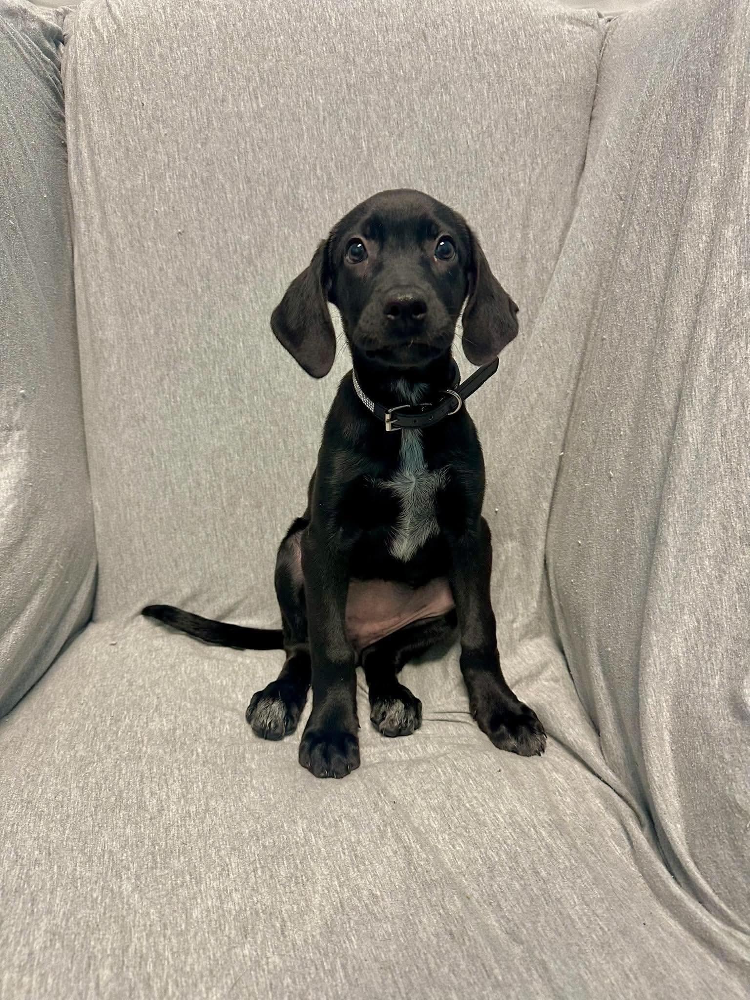 Enlarge Daisy Mae, a Adoptable mixed breed in Walker, LA image 2/3