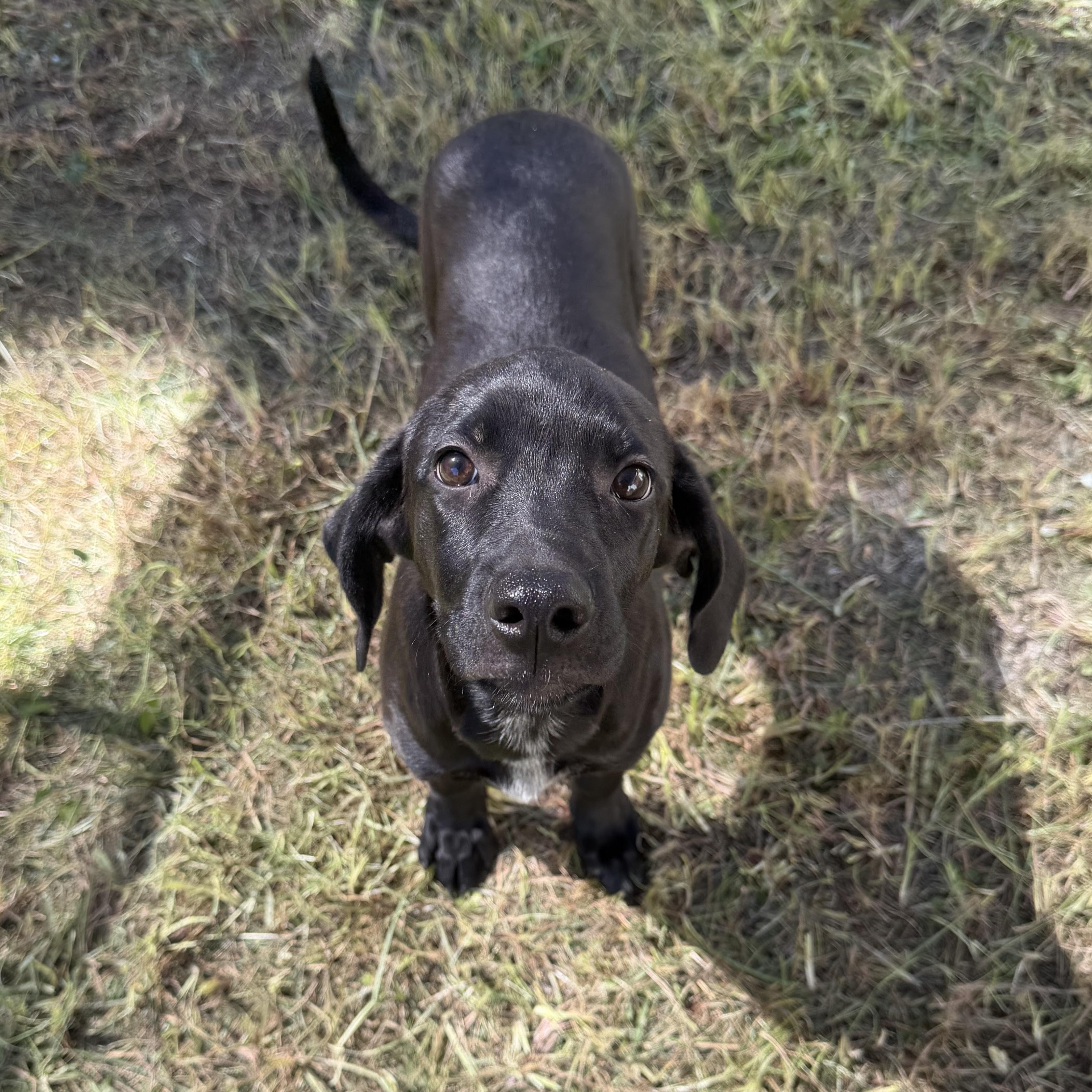 Enlarge Daisy Mae, a Adoptable mixed breed in Walker, LA image 1/4