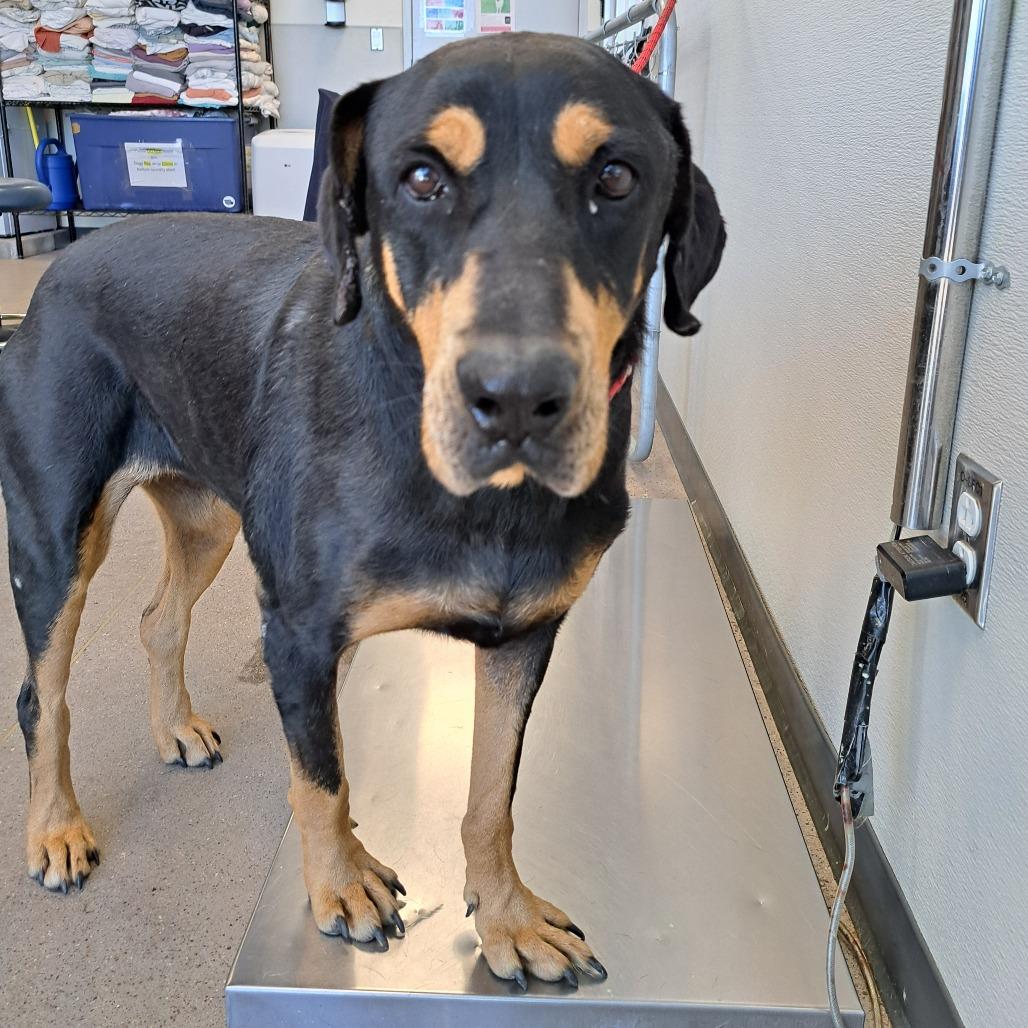 Zara, a Adoptable Mixed Breed in Las Cruces, NM image 1/6