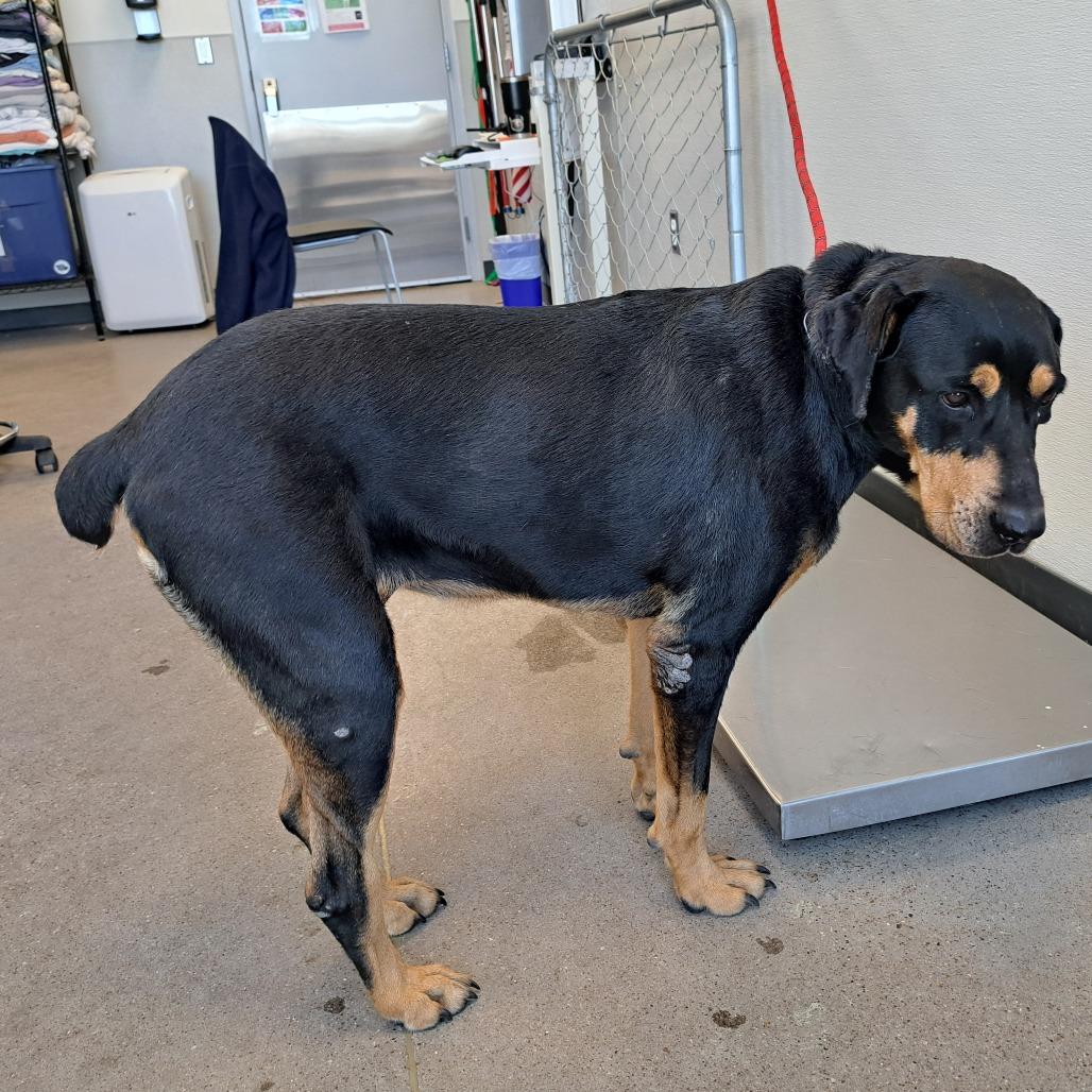 Zara, a Adoptable Mixed Breed in Las Cruces, NM image 3/6