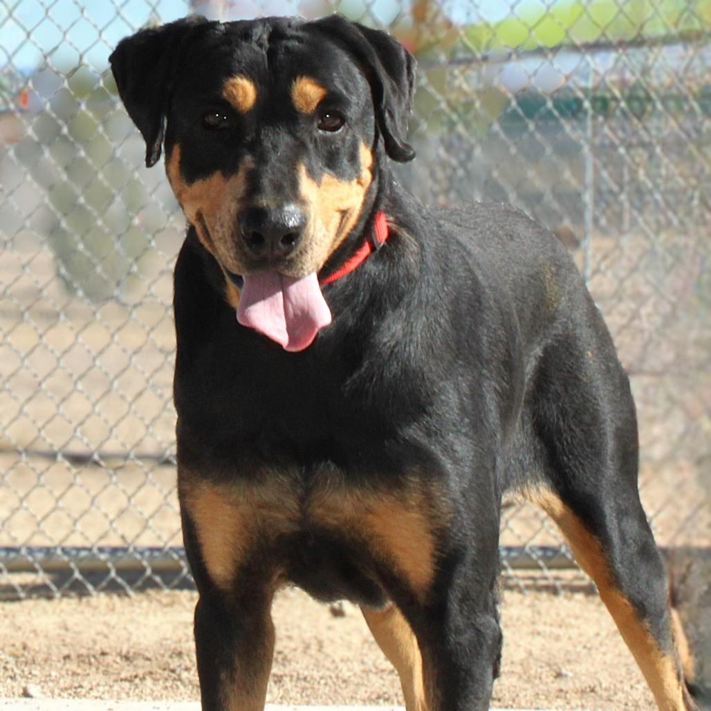Zara, a Adoptable Mixed Breed in Las Cruces, NM image 4/6
