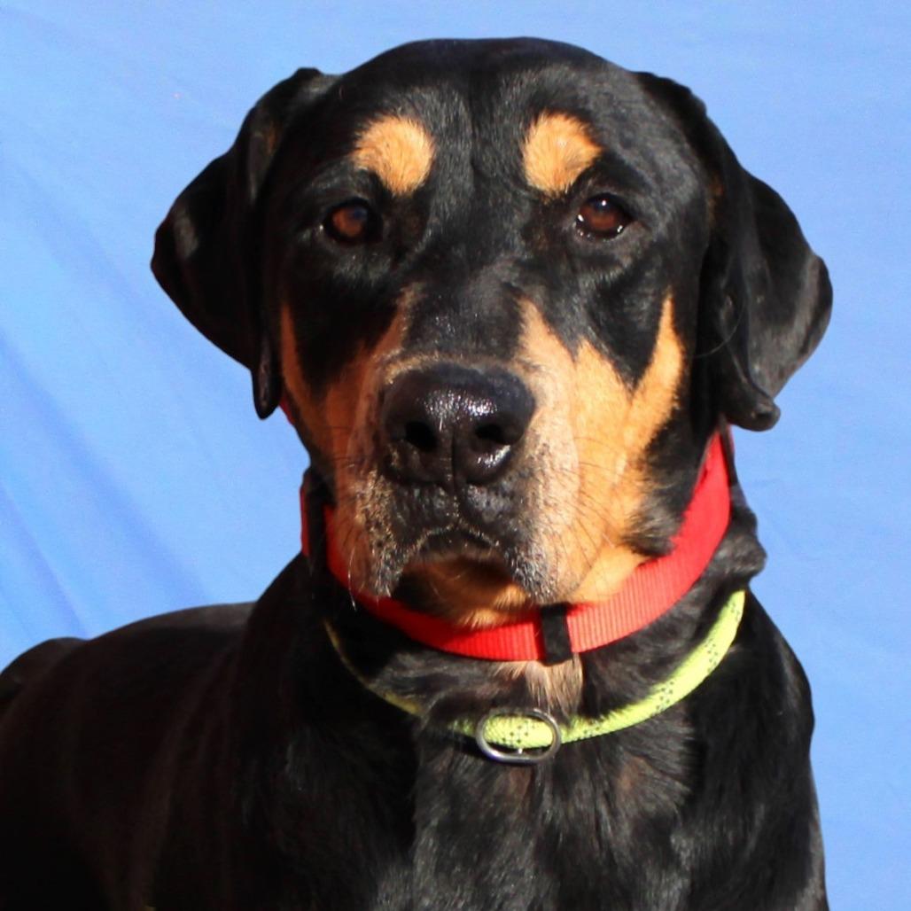 Zara, a Adoptable Mixed Breed in Las Cruces, NM image 5/6