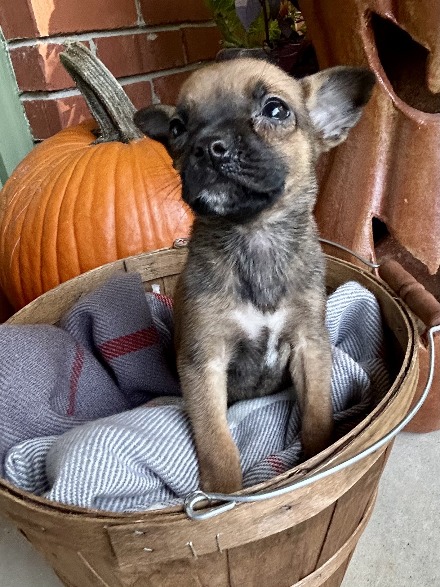Dog for adoption TINY, a Shepherd in Hartford, CT Petfinder