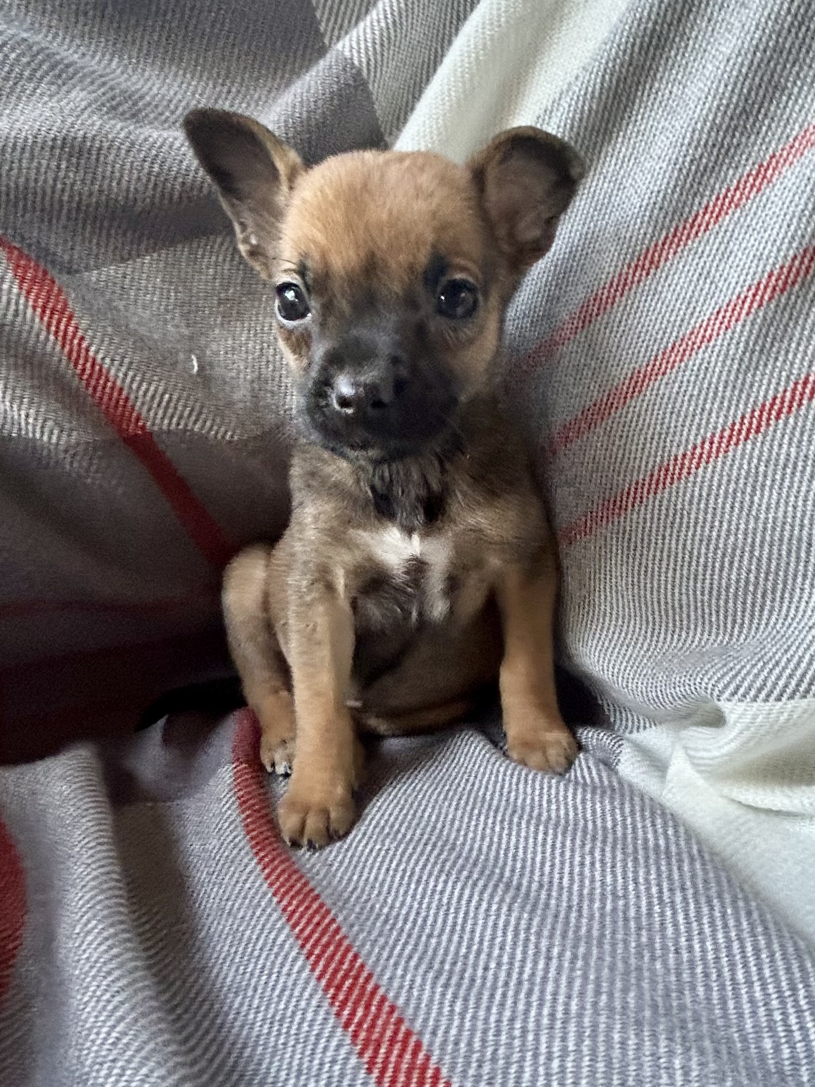 Dog for adoption TINY, a Shepherd in Hartford, CT Petfinder