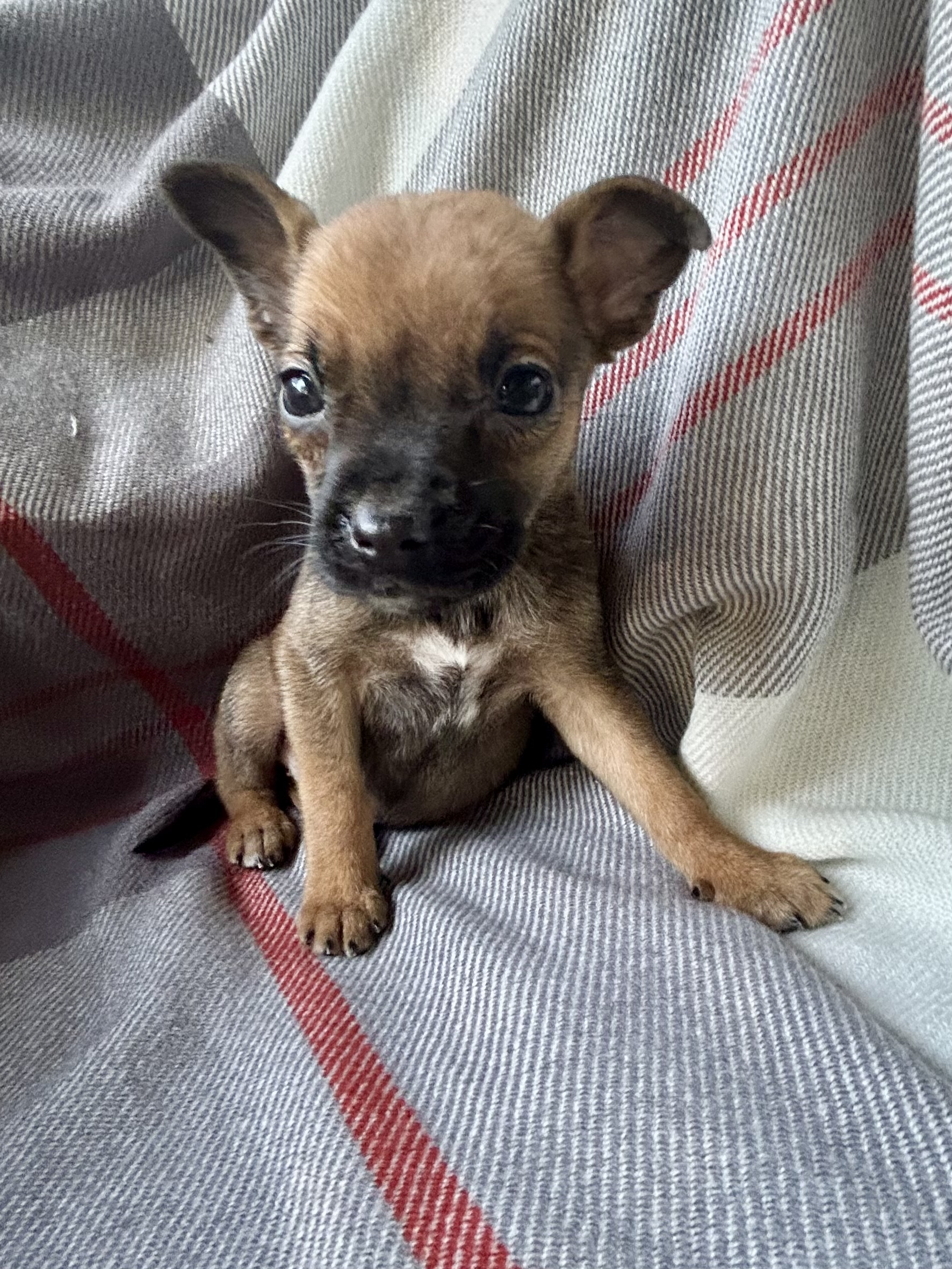 Dog for adoption TINY, a Shepherd in Hartford, CT Petfinder