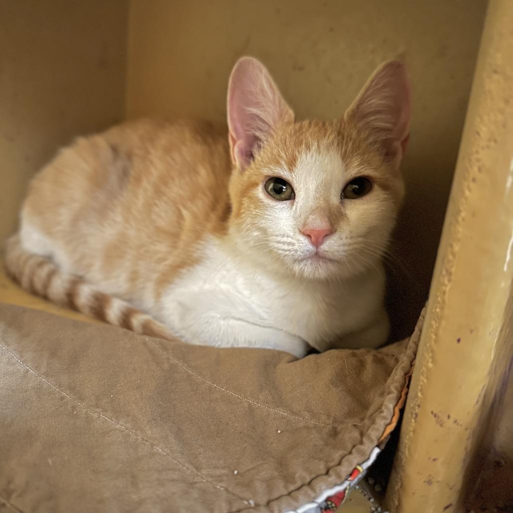 Udon, Adoptable, Kitten Female Domestic Short Hair.