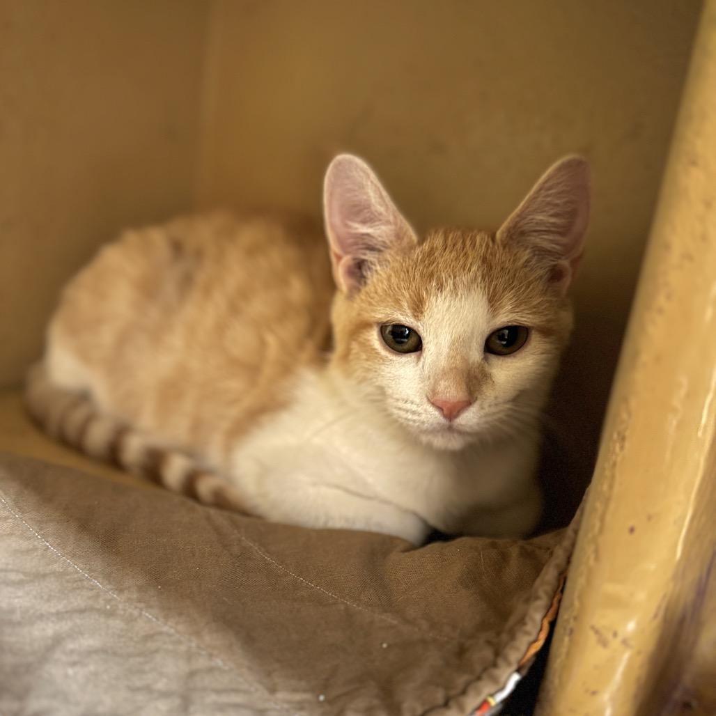 Enlarge Udon, a Adoptable Domestic Short Hair in Spokane, WA image 2/4