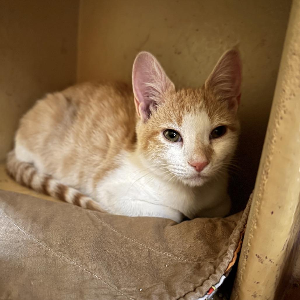 Enlarge Udon, a Adoptable Domestic Short Hair in Spokane, WA image 3/4