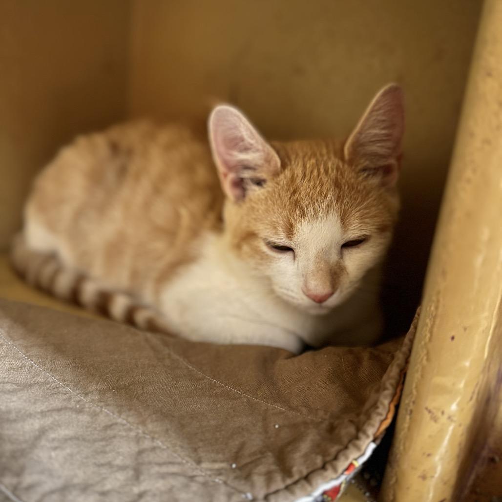 Enlarge Udon, a Adoptable Domestic Short Hair in Spokane, WA image 4/4