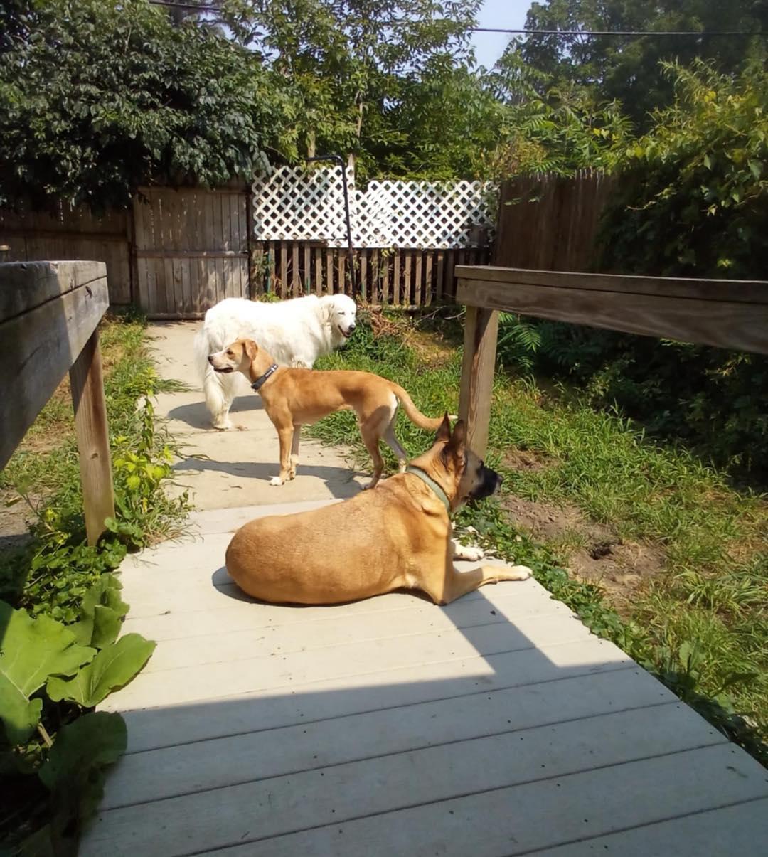 Enlarge Saffron, a Adopted mixed breed in Hinesburg, VT image 1/2