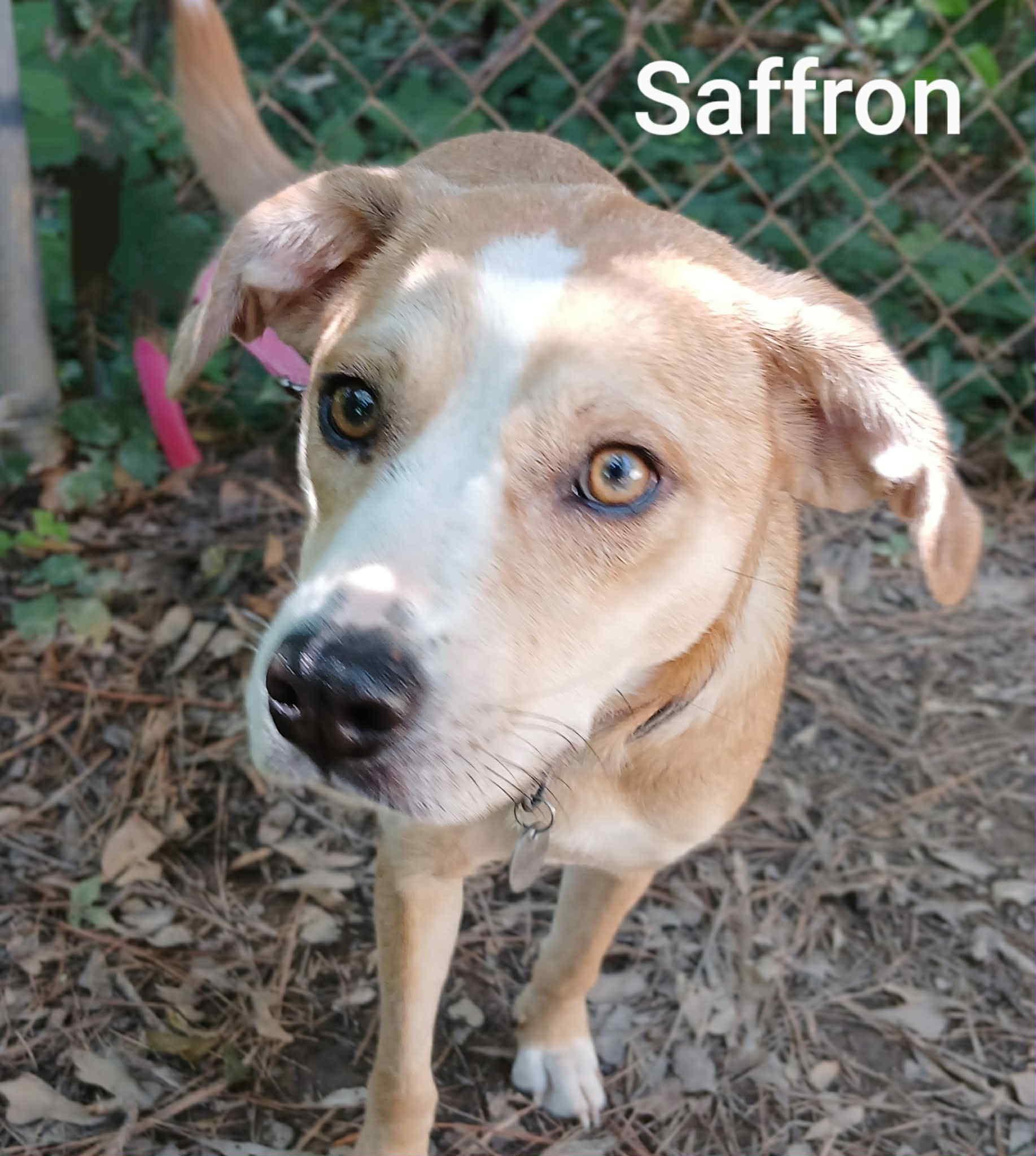 Enlarge Saffron, a Adopted mixed breed in Hinesburg, VT image 2/2