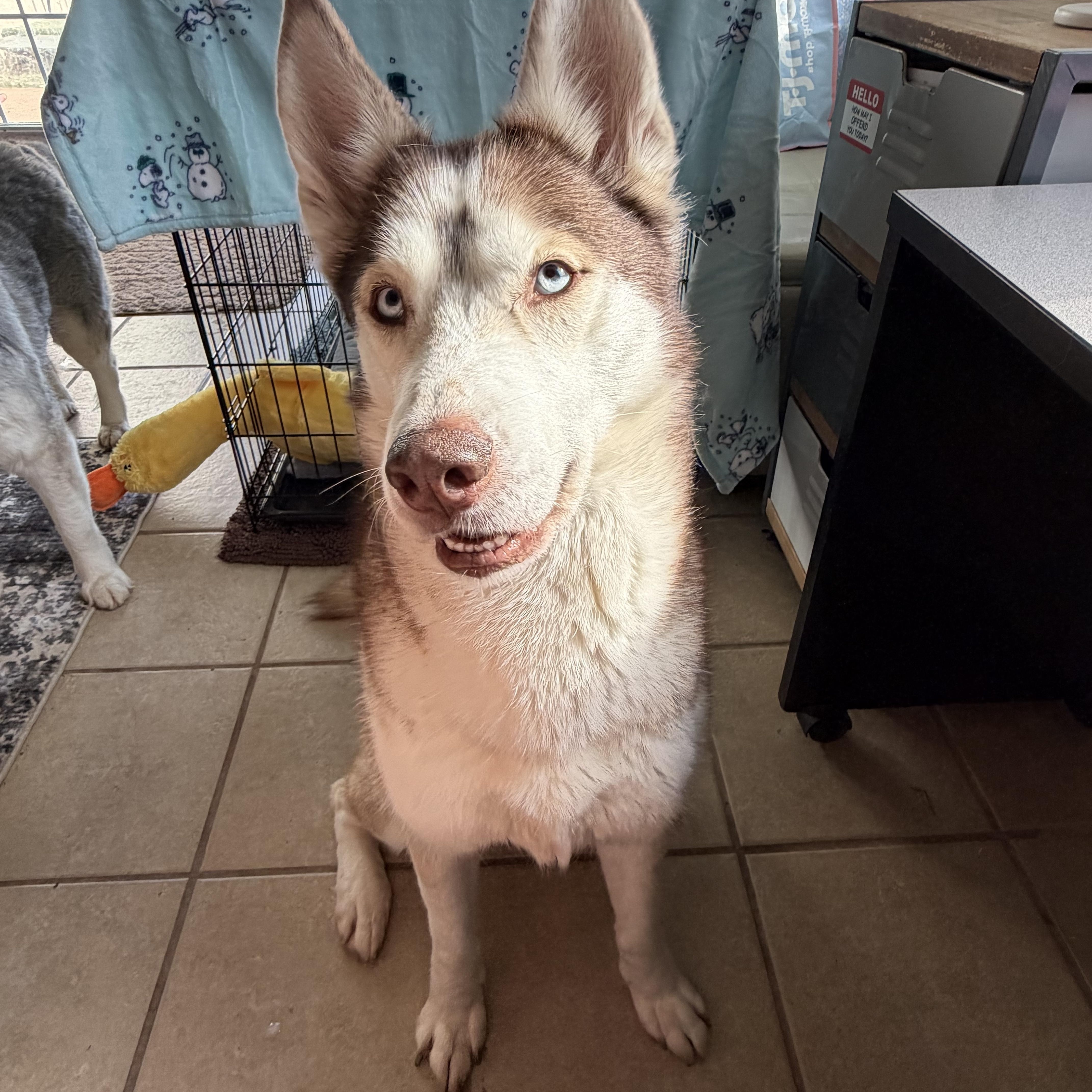 Enlarge Sophia , a ADOPTABLE Siberian Husky in Spring City, PA image 3/5