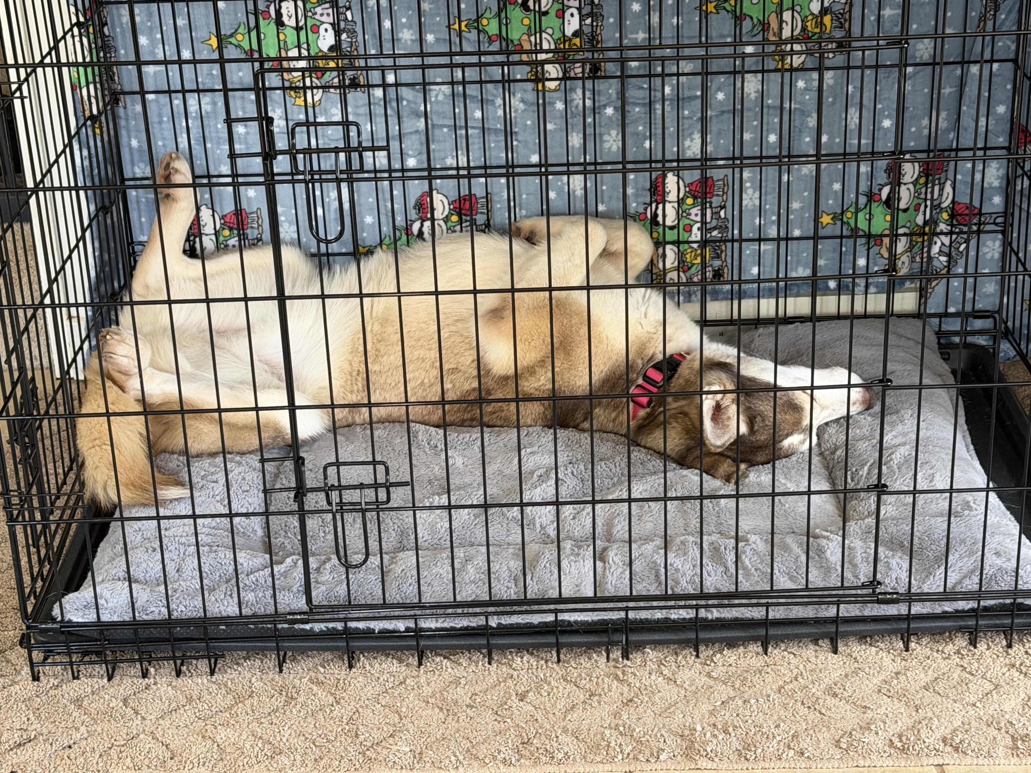 Enlarge Sophia , a ADOPTABLE Siberian Husky in Spring City, PA image 4/5