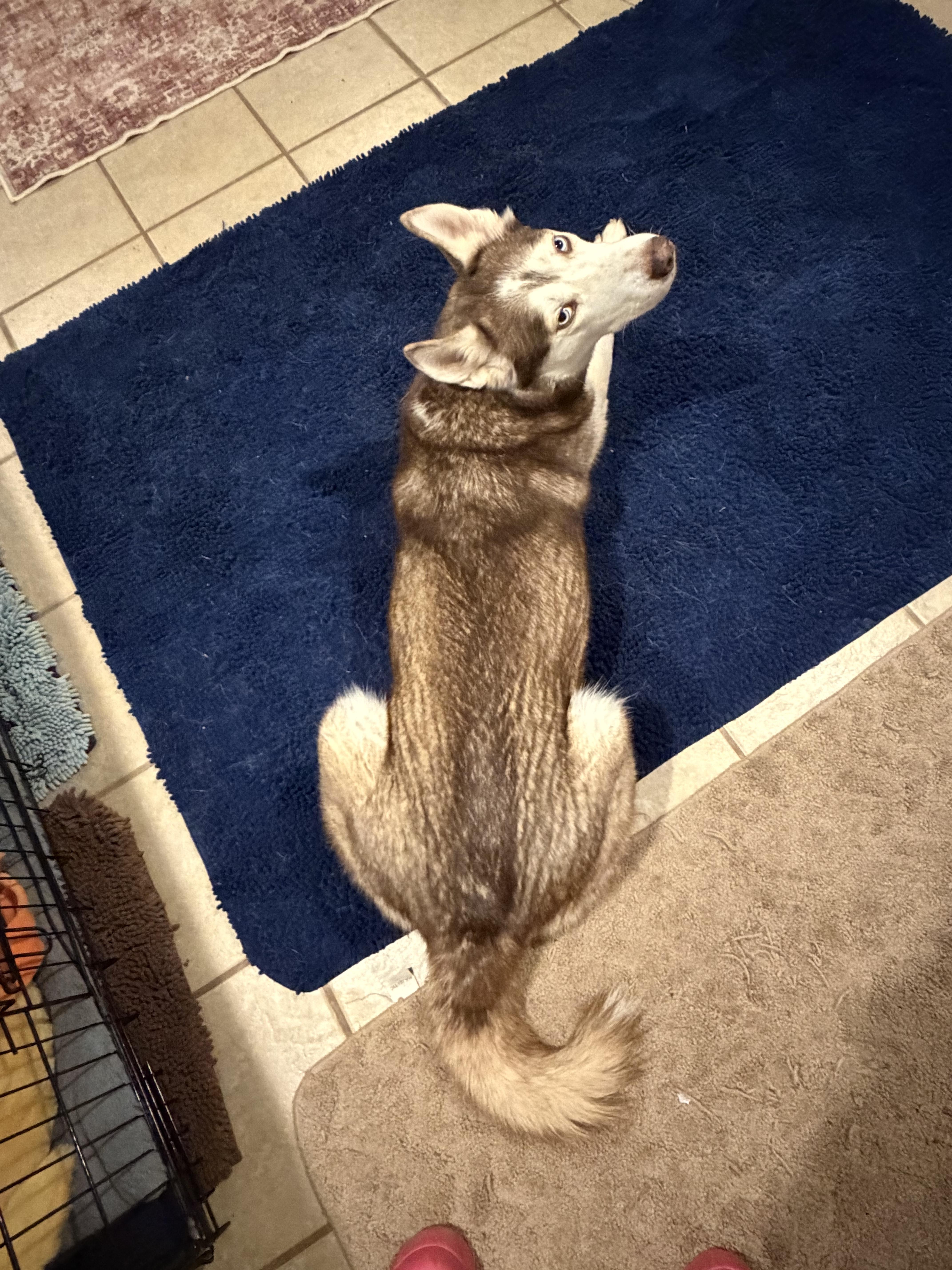 Enlarge Sophia , a ADOPTABLE Siberian Husky in Spring City, PA image 2/5