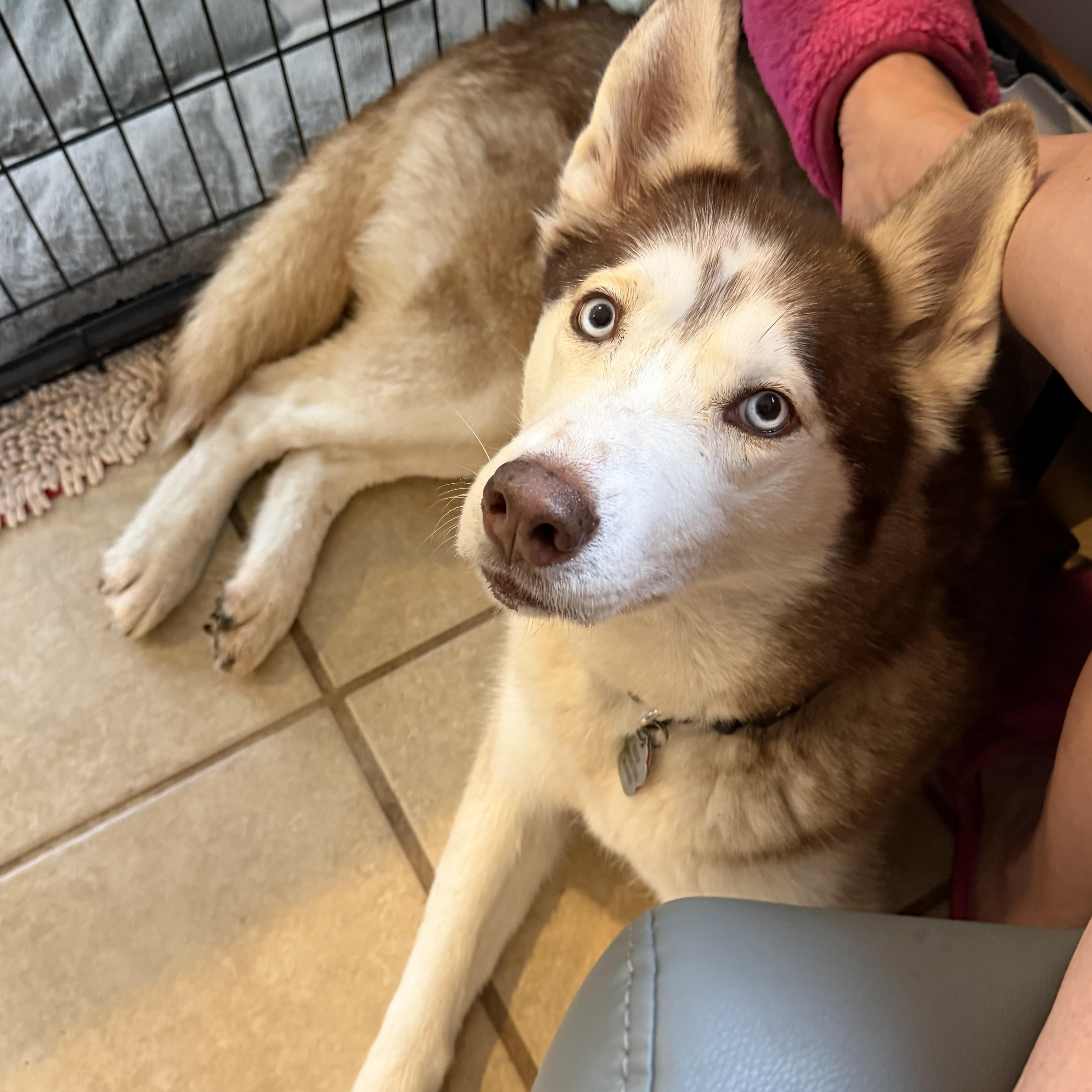 Enlarge Sophia , a ADOPTABLE Siberian Husky in Spring City, PA image 5/5