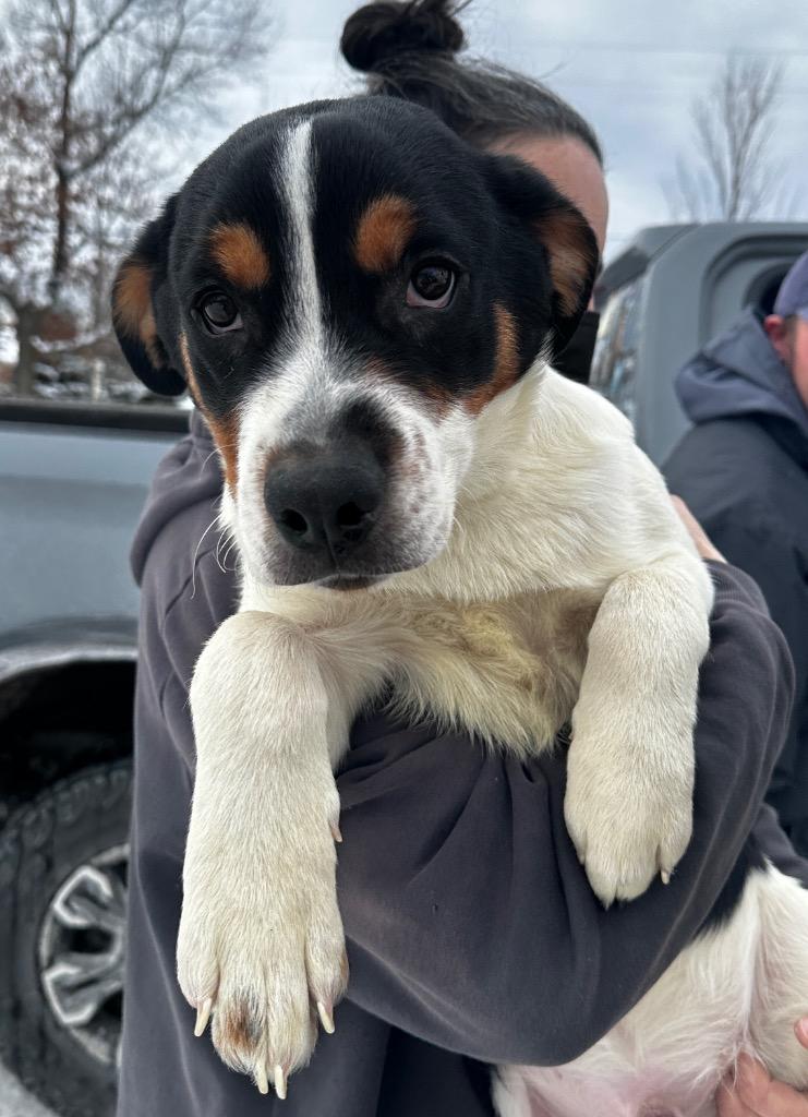 Jagger, Adopted, Young Male Rottweiler & Mixed Breed.