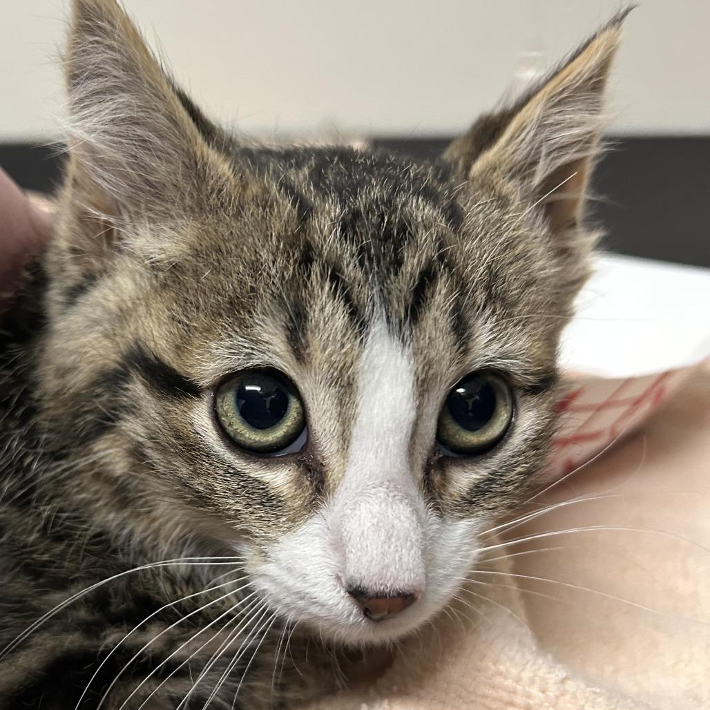 Enlarge Bonsai Fir, a Adoptable Domestic Short Hair in Saint Cloud, MN image 2/6